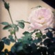 flower を拡大