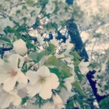 cherry2013 を拡大