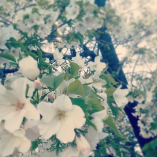 cherry2013 を拡大