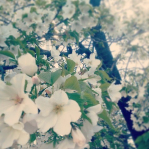 cherry2013
